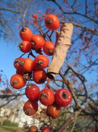 Fotografia da espécie Scandosorbus intermedia