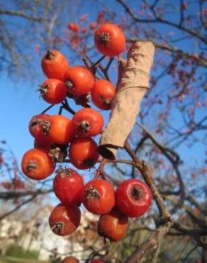 Fotografia 1 da espécie Scandosorbus intermedia no Jardim Botânico UTAD