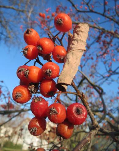 Fotografia de capa Scandosorbus intermedia - do Jardim Botânico