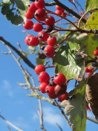 Fotografia da espécie Scandosorbus intermedia