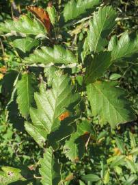 Fotografia da espécie Scandosorbus intermedia