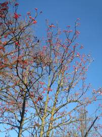 Fotografia da espécie Scandosorbus intermedia