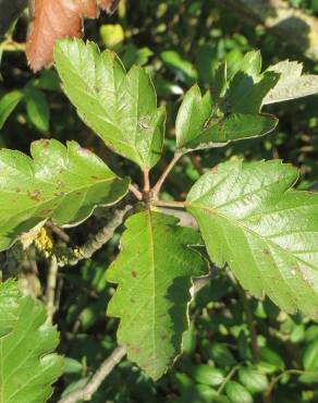 Fotografia 5 da espécie Scandosorbus intermedia no Jardim Botânico UTAD