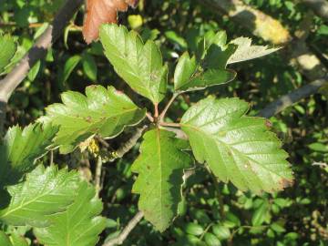 Fotografia da espécie Scandosorbus intermedia