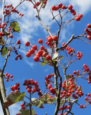 Fotografia 6 da espécie Scandosorbus intermedia no Jardim Botânico UTAD