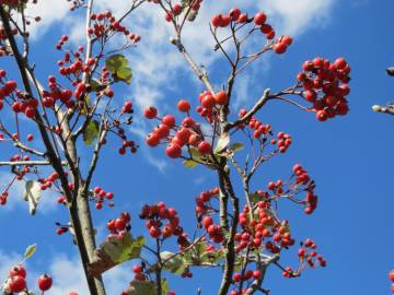 Fotografia da espécie Scandosorbus intermedia