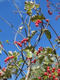 Fotografia da espécie Scandosorbus intermedia