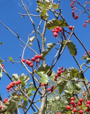 Fotografia 7 da espécie Scandosorbus intermedia no Jardim Botânico UTAD