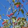 Fotografia 7 da espécie Scandosorbus intermedia do Jardim Botânico UTAD