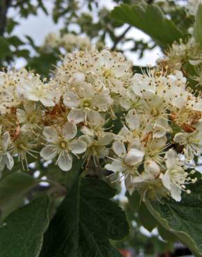 Fotografia 8 da espécie Scandosorbus intermedia no Jardim Botânico UTAD