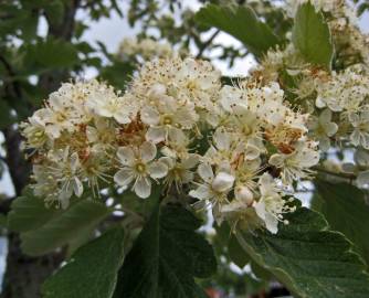 Fotografia da espécie Scandosorbus intermedia