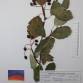 Fotografia 1 de herbário da espécie Scandosorbus intermedia no Jardim Botânico UTAD