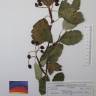 Fotografia de herbário 1 da espécie Scandosorbus intermedia no Jardim Botânico UTAD