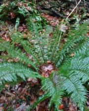 Fotografia da espécie Polystichum ×bicknellii