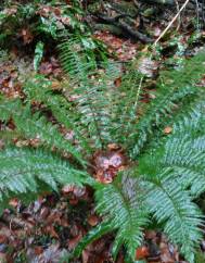 Polystichum ×bicknellii