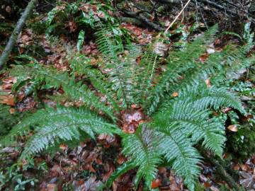 Fotografia da espécie Polystichum ×bicknellii