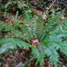 Fotografia 1 da espécie Polystichum ×bicknellii do Jardim Botânico UTAD