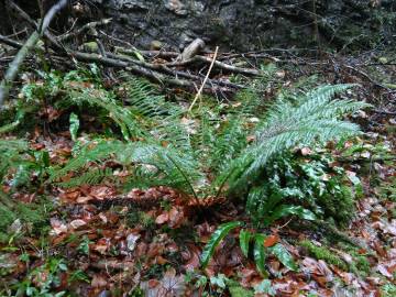 Fotografia da espécie Polystichum ×bicknellii