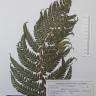 Fotografia de herbário 1 da espécie Polystichum ×bicknellii no Jardim Botânico UTAD