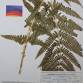 Fotografia 1 de herbário da espécie Dryopteris filix-mas no Jardim Botânico UTAD
