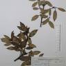 Fotografia de herbário 1 da espécie Quercus ilex no Jardim Botânico UTAD