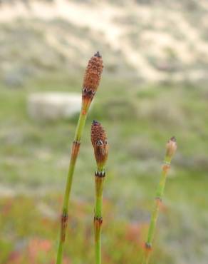 Fotografia 17 da espécie Equisetum ramosissimum no Jardim Botânico UTAD