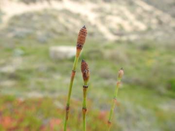 Fotografia da espécie Equisetum ramosissimum