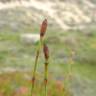 Fotografia 17 da espécie Equisetum ramosissimum do Jardim Botânico UTAD