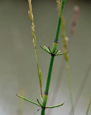 Fotografia 18 da espécie Equisetum ramosissimum no Jardim Botânico UTAD