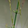 Fotografia 18 da espécie Equisetum ramosissimum do Jardim Botânico UTAD