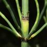 Fotografia 19 da espécie Equisetum ramosissimum do Jardim Botânico UTAD