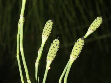 Fotografia da espécie Equisetum ramosissimum