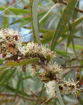 Fotografia 8 da espécie Eucalyptus nicholii no Jardim Botânico UTAD