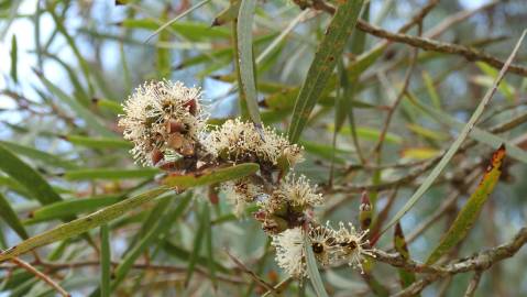 Fotografia da espécie Eucalyptus nicholii