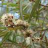 Fotografia 8 da espécie Eucalyptus nicholii do Jardim Botânico UTAD