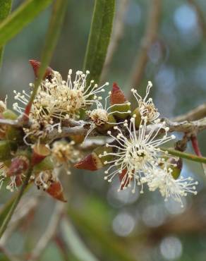 Fotografia 9 da espécie Eucalyptus nicholii no Jardim Botânico UTAD