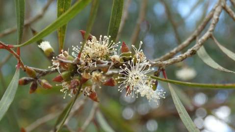 Fotografia da espécie Eucalyptus nicholii