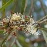 Fotografia 9 da espécie Eucalyptus nicholii do Jardim Botânico UTAD