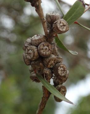Fotografia 11 da espécie Eucalyptus nicholii no Jardim Botânico UTAD