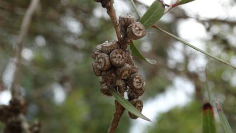 Fotografia da espécie Eucalyptus nicholii