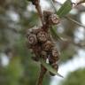 Fotografia 11 da espécie Eucalyptus nicholii do Jardim Botânico UTAD
