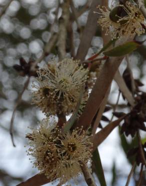 Fotografia 12 da espécie Eucalyptus nicholii no Jardim Botânico UTAD