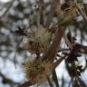 Fotografia 12 da espécie Eucalyptus nicholii do Jardim Botânico UTAD