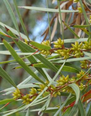 Fotografia 13 da espécie Eucalyptus nicholii no Jardim Botânico UTAD