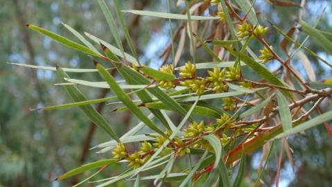 Fotografia da espécie Eucalyptus nicholii