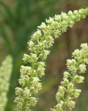 Fotografia 19 da espécie Reseda luteola no Jardim Botânico UTAD