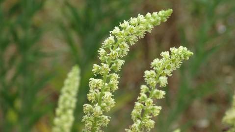 Fotografia da espécie Reseda luteola