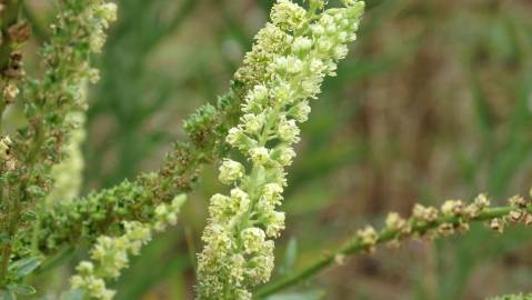 Fotografia da espécie Reseda luteola