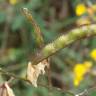 Fotografia 22 da espécie Adenocarpus lainzii do Jardim Botânico UTAD