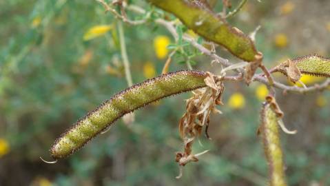 Fotografia da espécie Adenocarpus lainzii